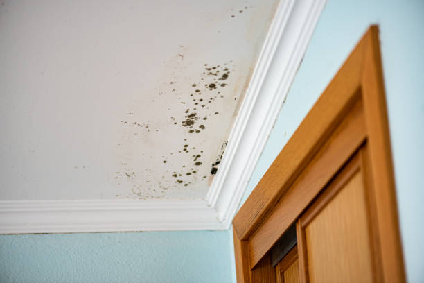 Best Preventive Mold Services in Falcon Heights, MN