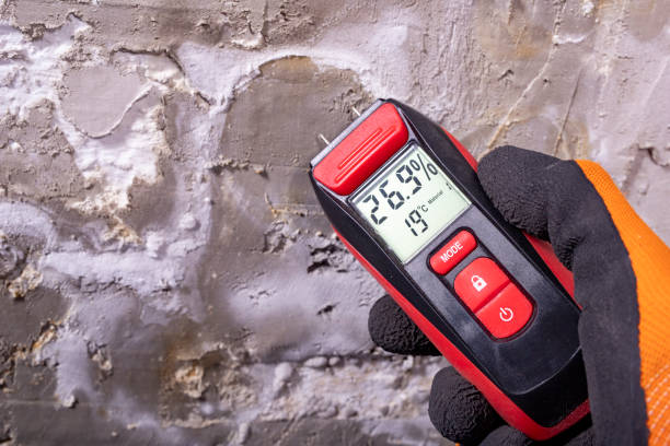 Best Basement Mold Remediation in Falcon Heights, MN