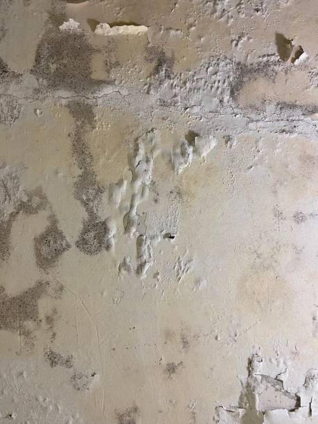 Best Mold Remediation for Specific Building Types in Falcon Heights, MN