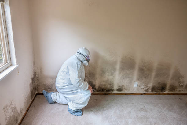 Best Mold Remediation for Schools in Falcon Heights, MN