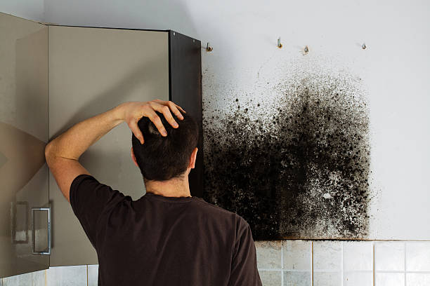 Best HVAC Mold Remediation in Falcon Heights, MN