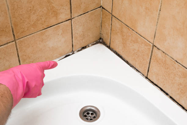 Best Kitchen Mold Remediation in Falcon Heights, MN