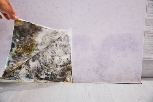 Best Black Mold Remediation in Falcon Heights, MN